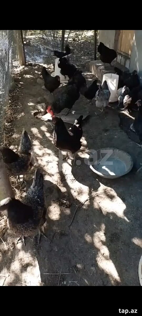 Avstralorp toyuqlar