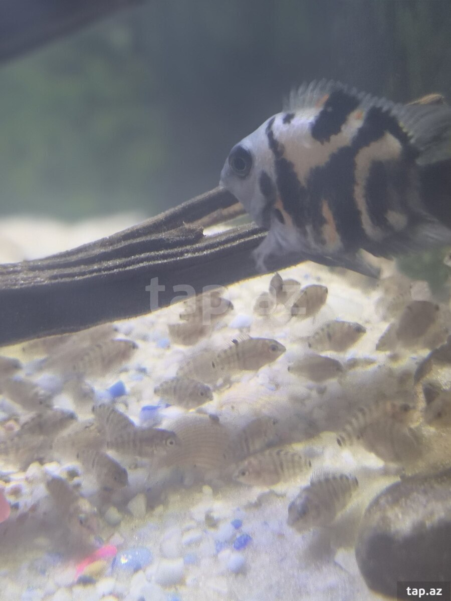 Panda balıqları