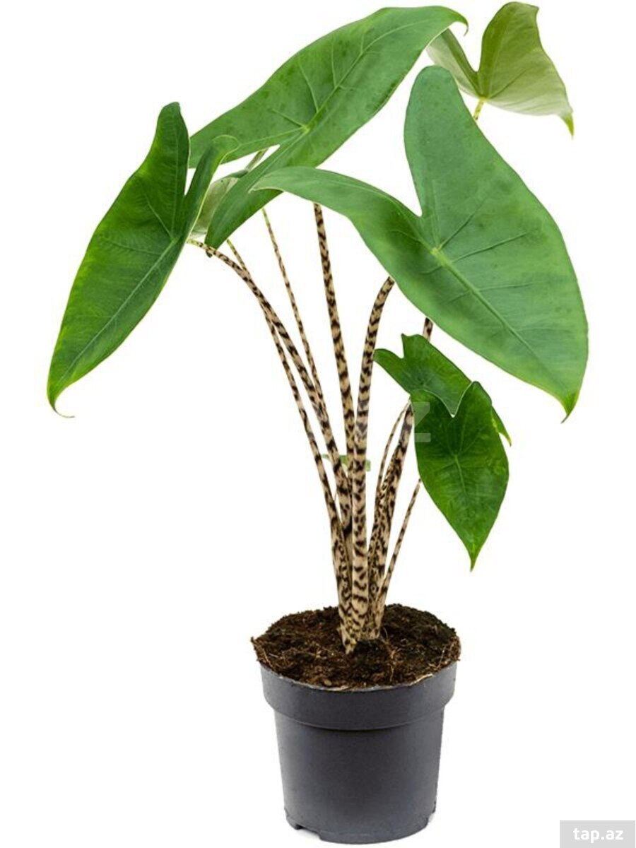 Alokaziya