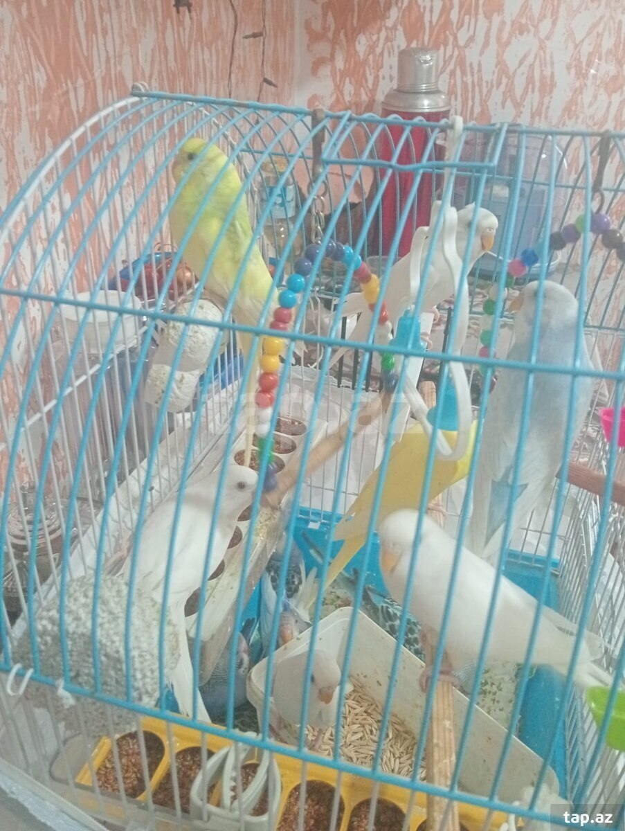 Tutuquşu