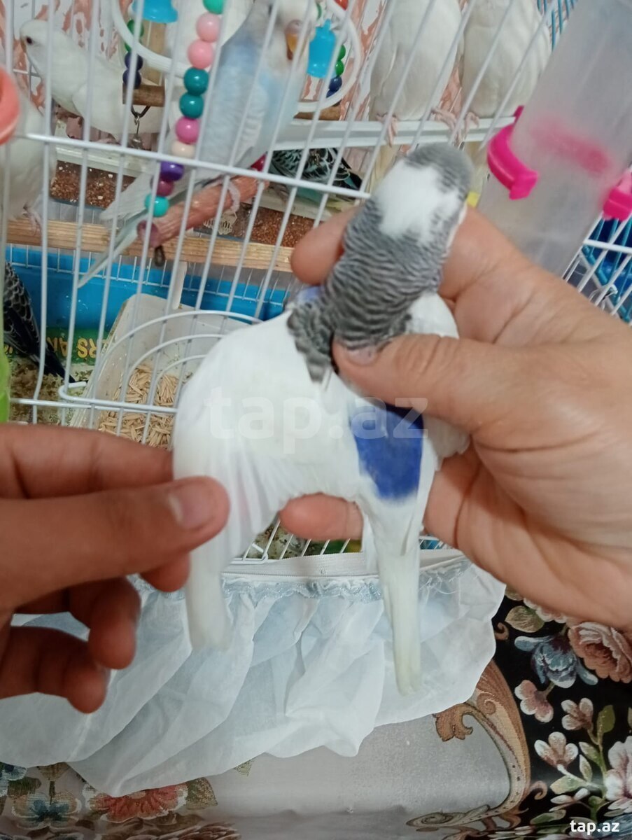 Tutuquşu (4)