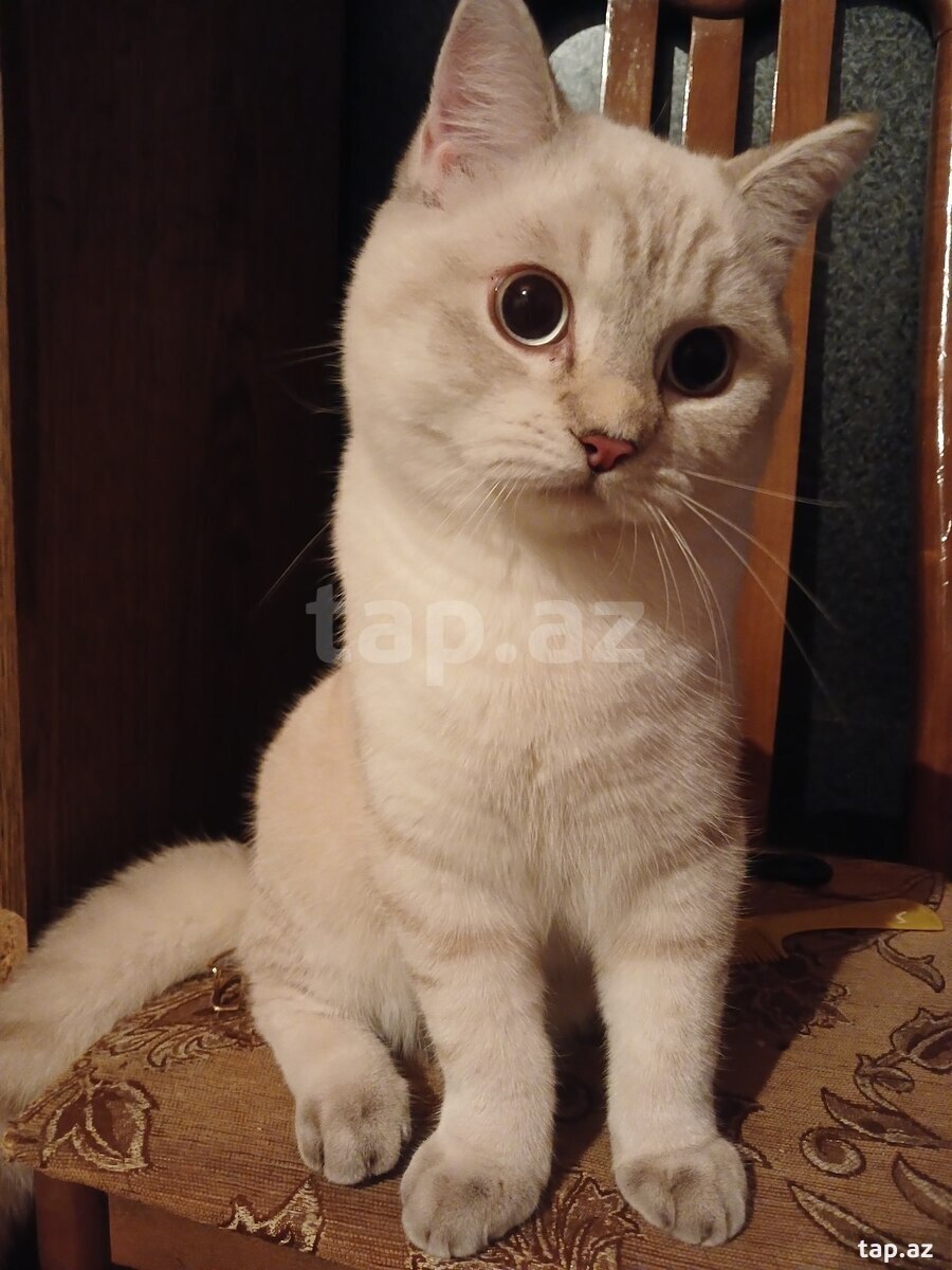 Pişik (cütləşdirmək üçün)