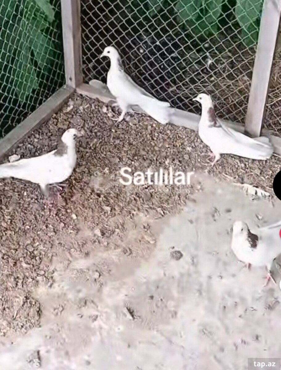 Göyərçinlər (3)