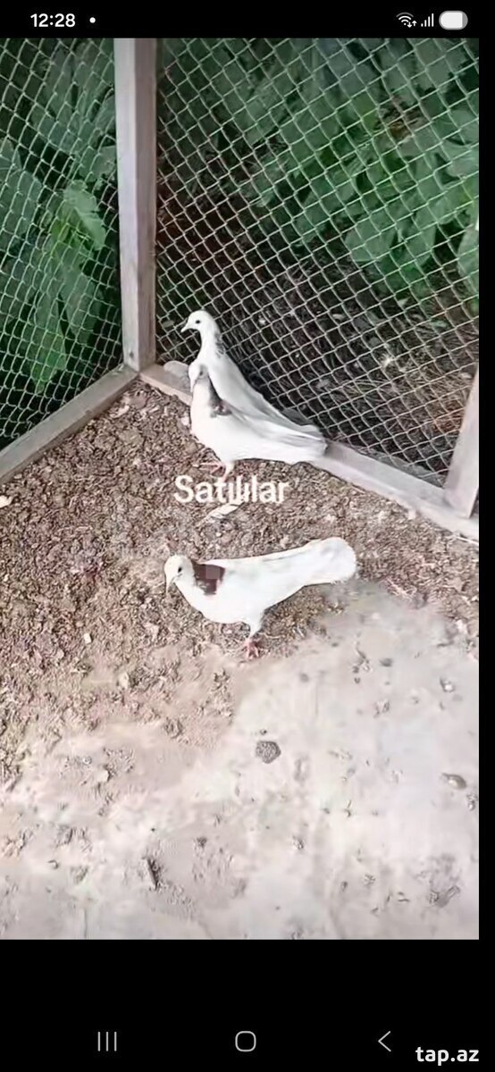 Göyərçinlər