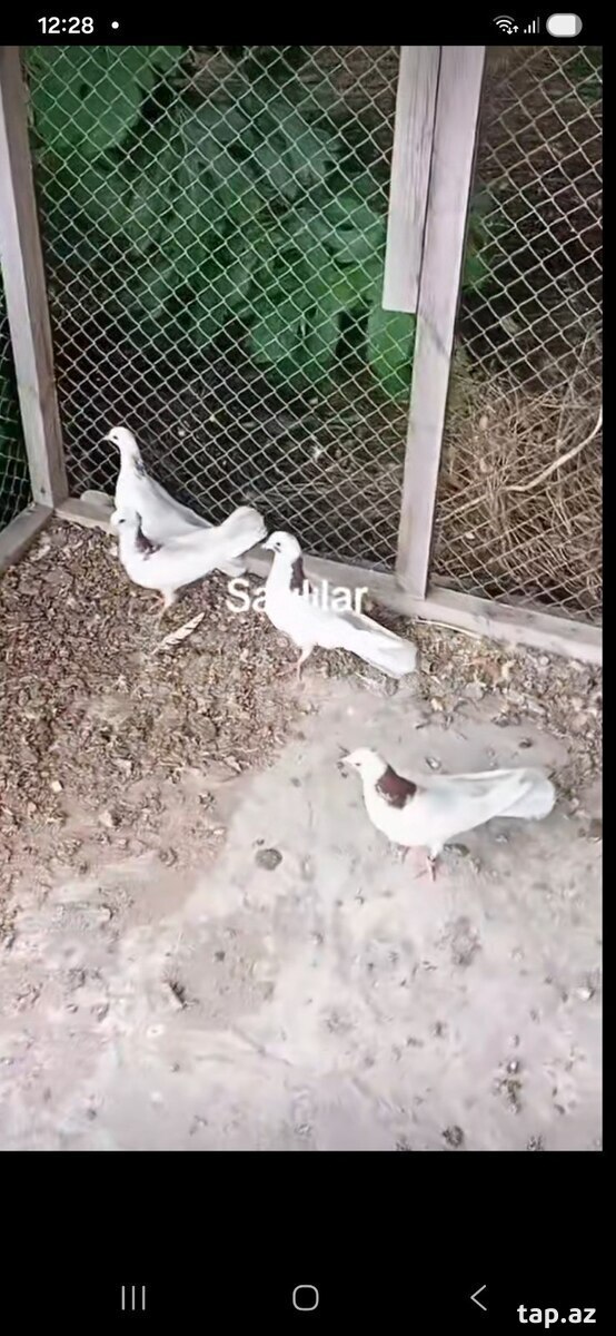Göyərçinlər (2)