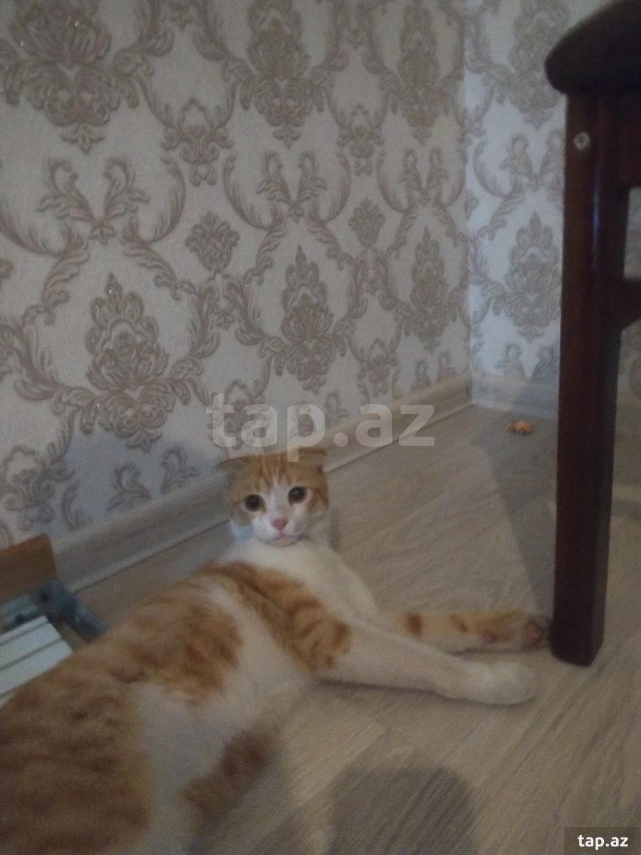 Şotland pişiyi (cütləşdirmək üçün) (3)