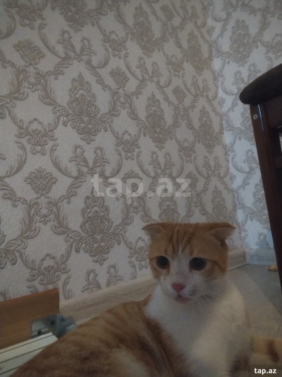 Şotland pişiyi (cütləşdirmək üçün) (2)
