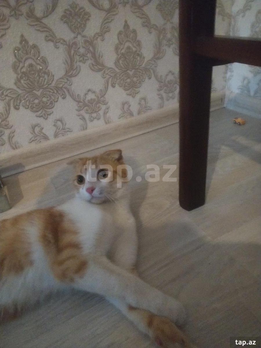 Şotland pişiyi (cütləşdirmək üçün) (4)