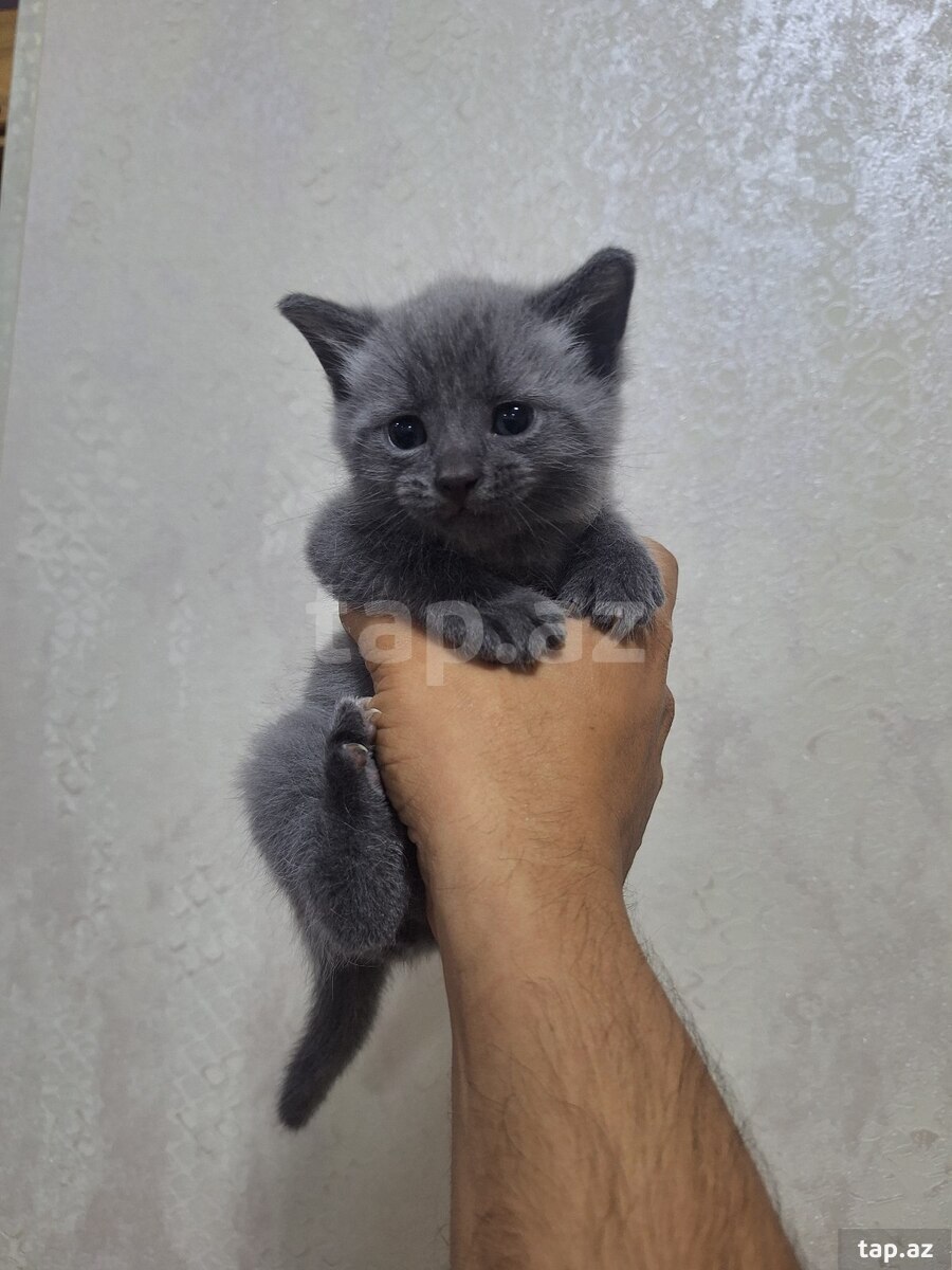 Şotland