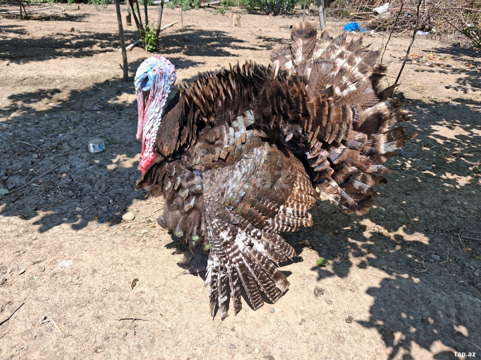 Hinduşka yumurtası (4)