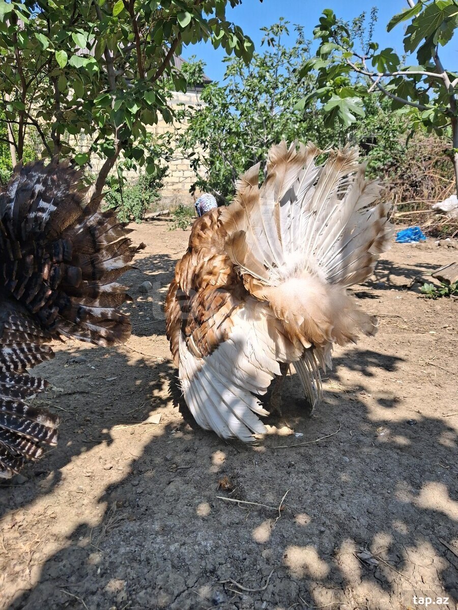 Hinduşka yumurtası