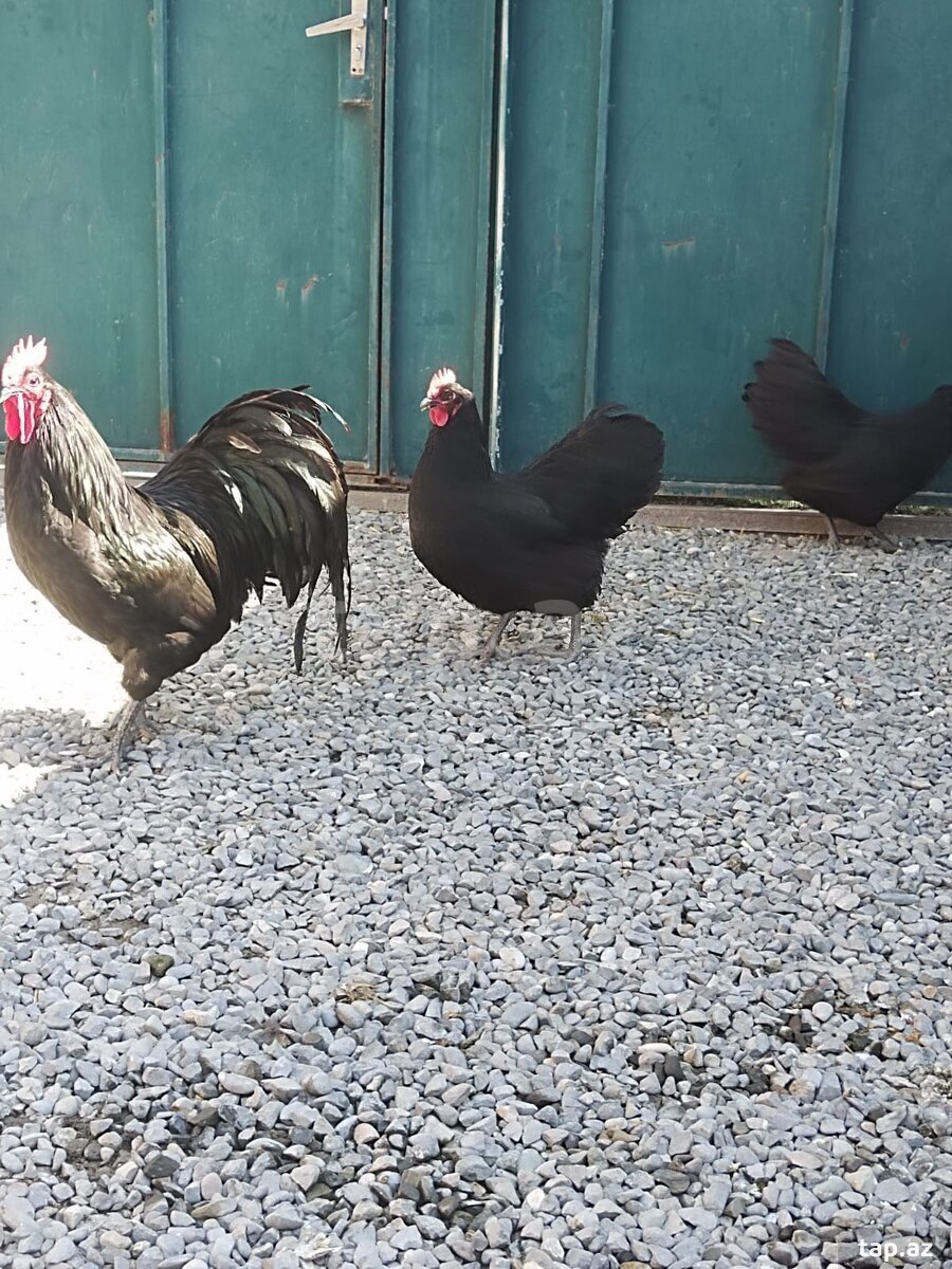 Avstrolop yumurtası (4)