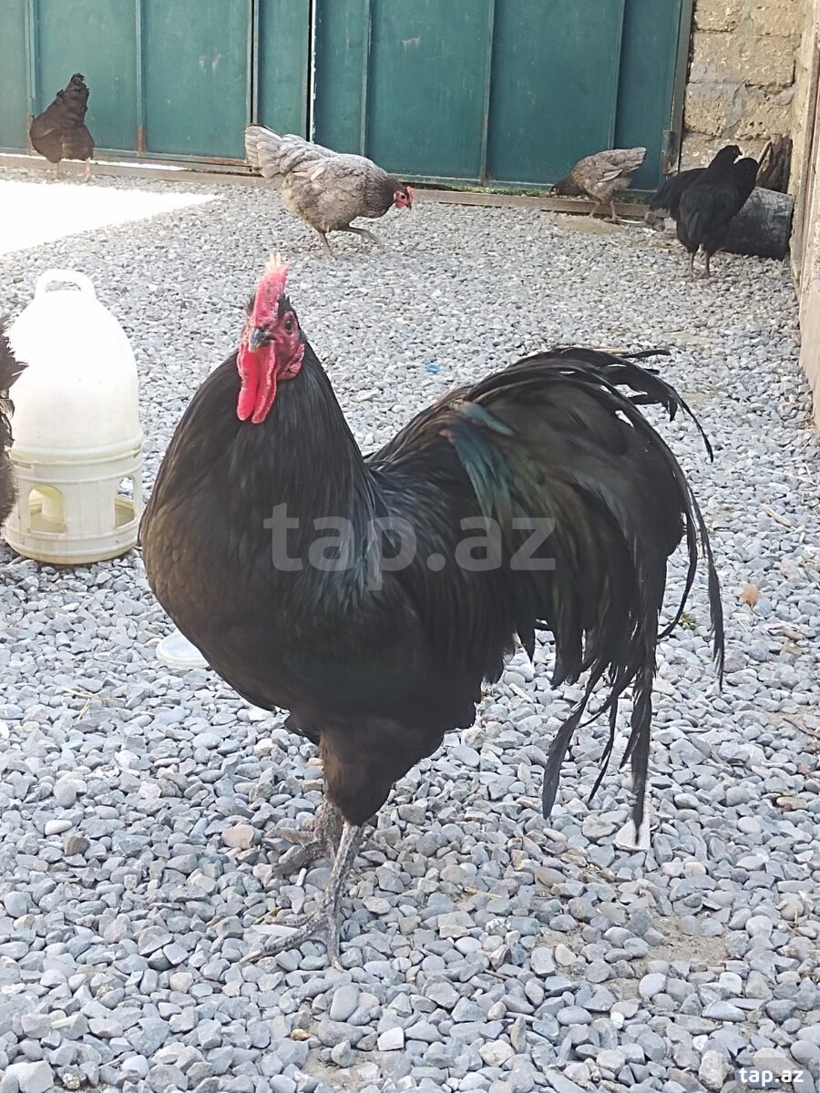 Avstrolop yumurtası