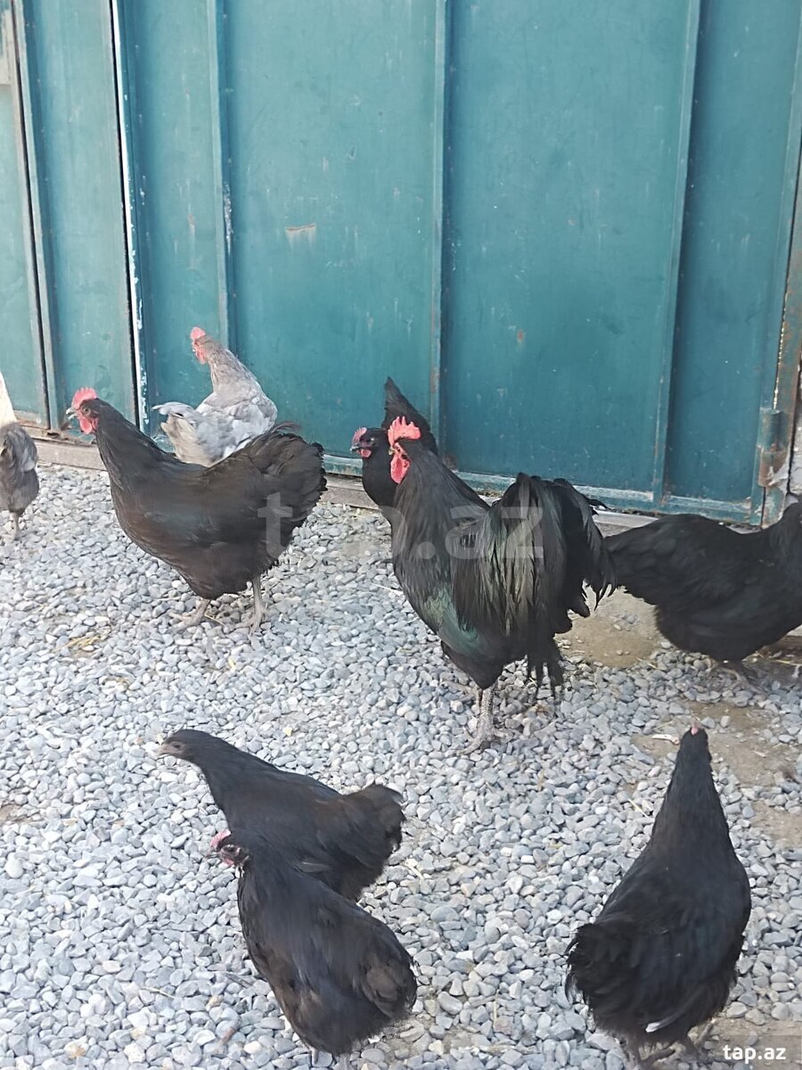 Avstrolop yumurtası (2)
