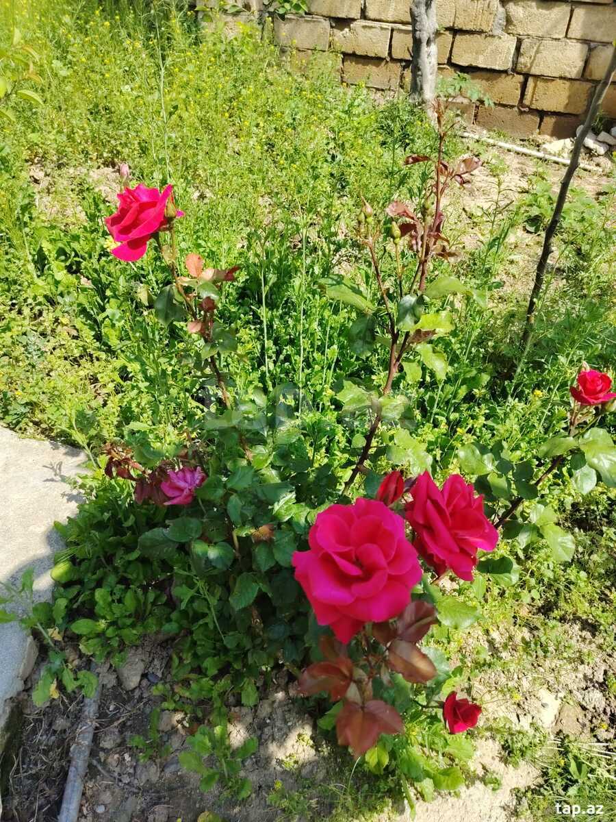 Həyət evi, Sulutəpə qəs. (4)