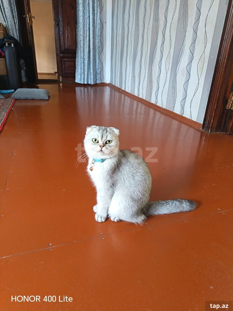 Şotland pişiyi