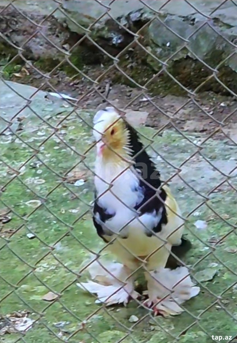 Göyərçinlər