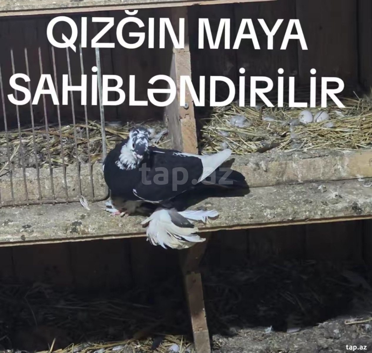 Göyərçinlər (2)