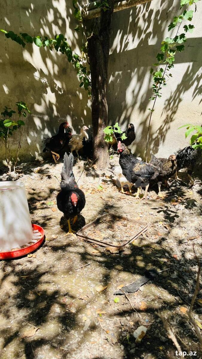 Kənd çolpaları
