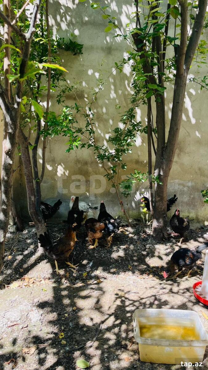 Kənd çolpaları (3)
