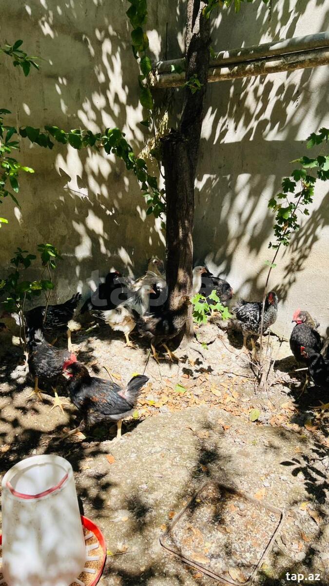 Kənd çolpaları (4)