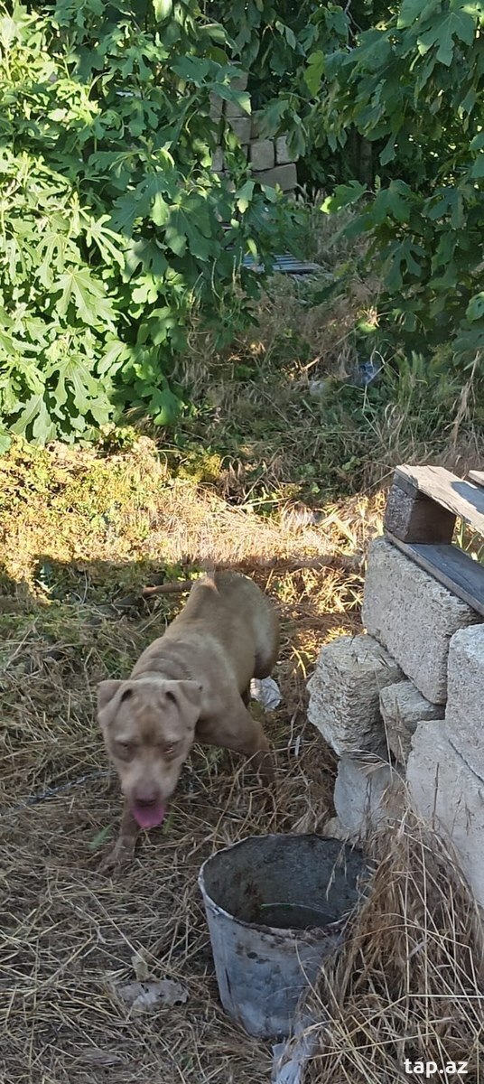 Pitbul  (7)