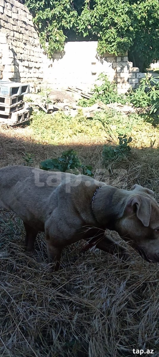 Pitbul  (2)