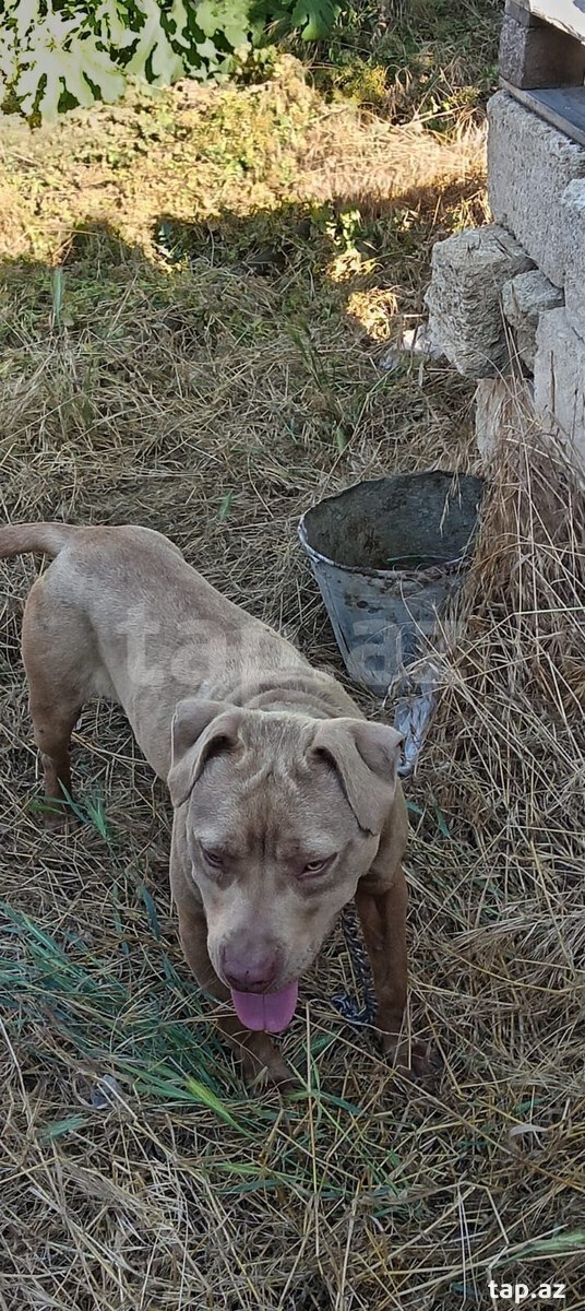 Pitbul  (8)