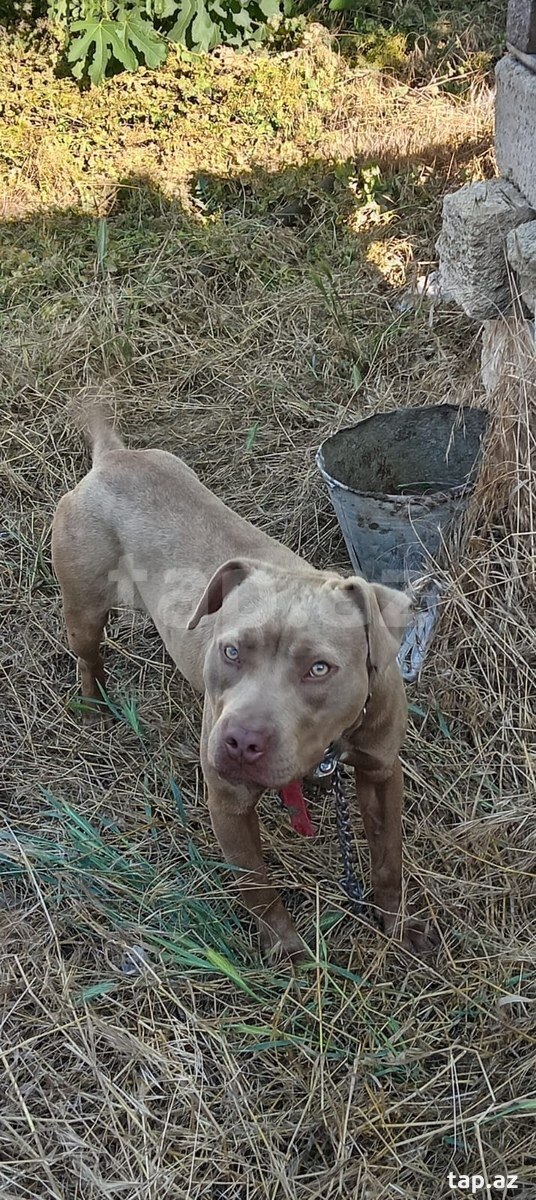 Pitbul 