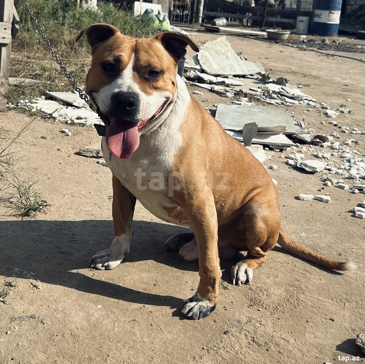 Pitbul (3)