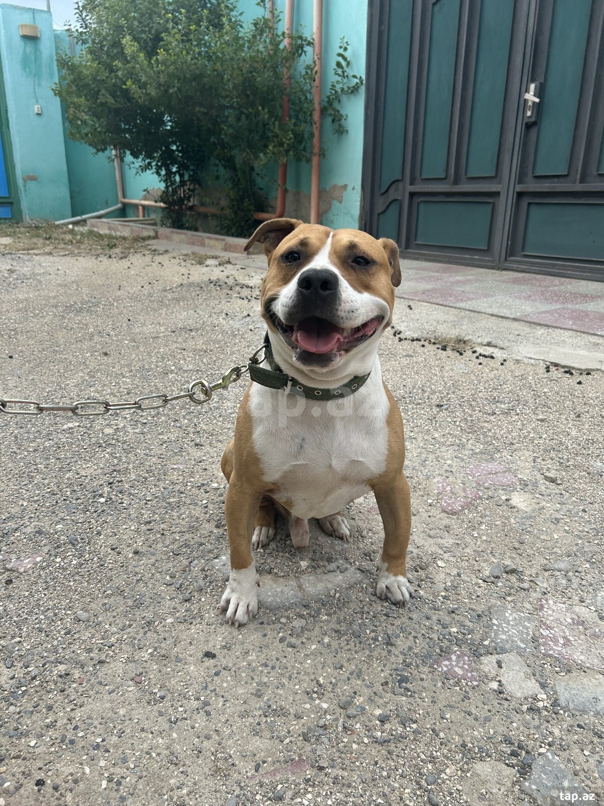 Pitbul (2)