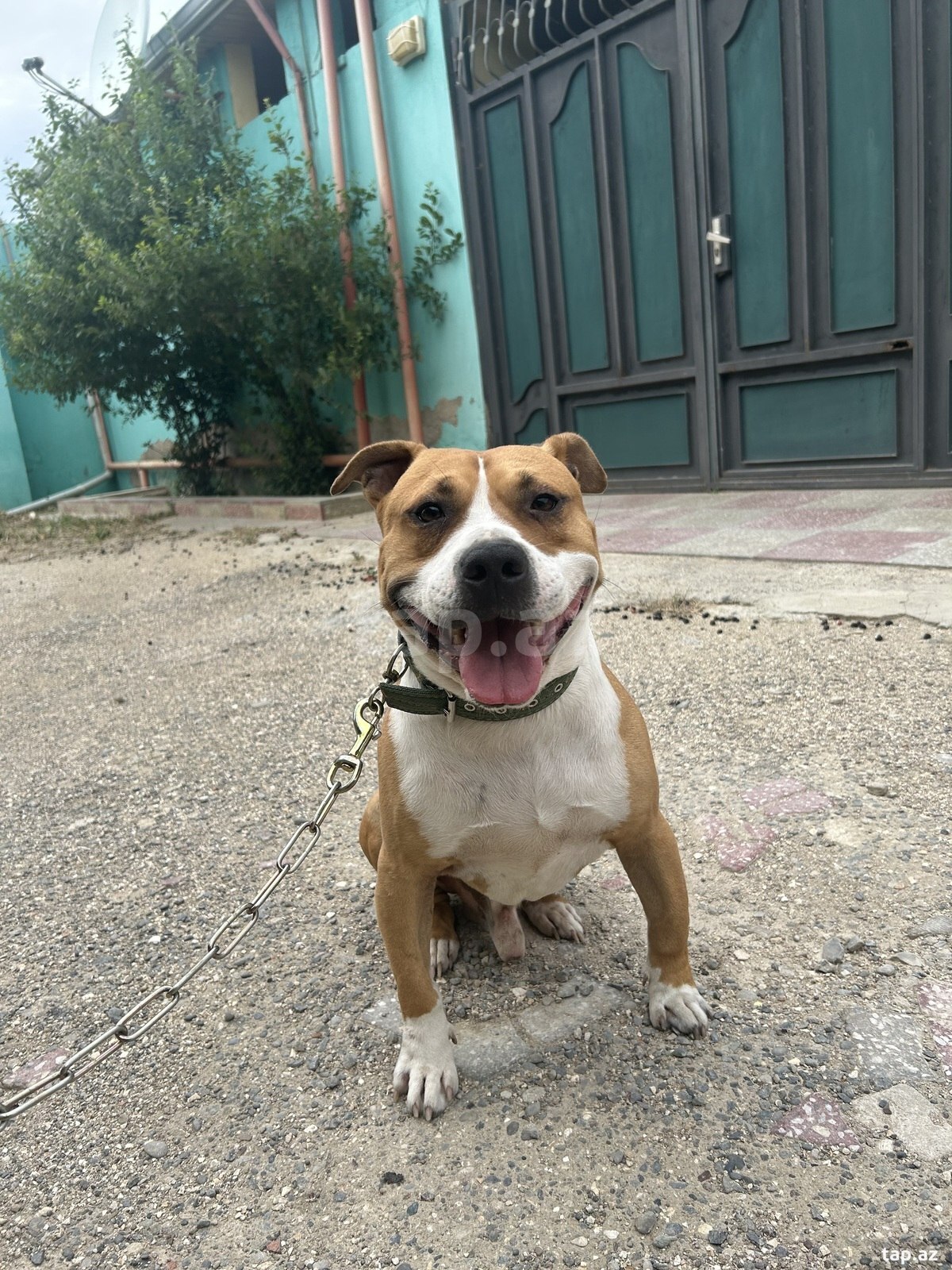 Pitbul