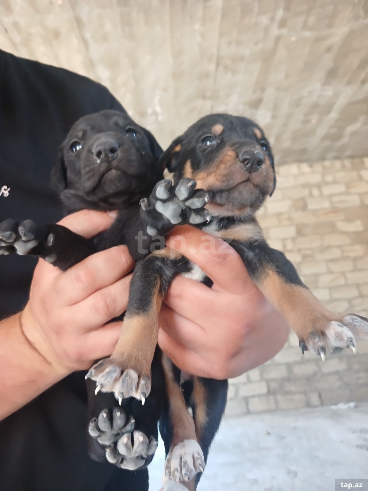 Doberman balası
