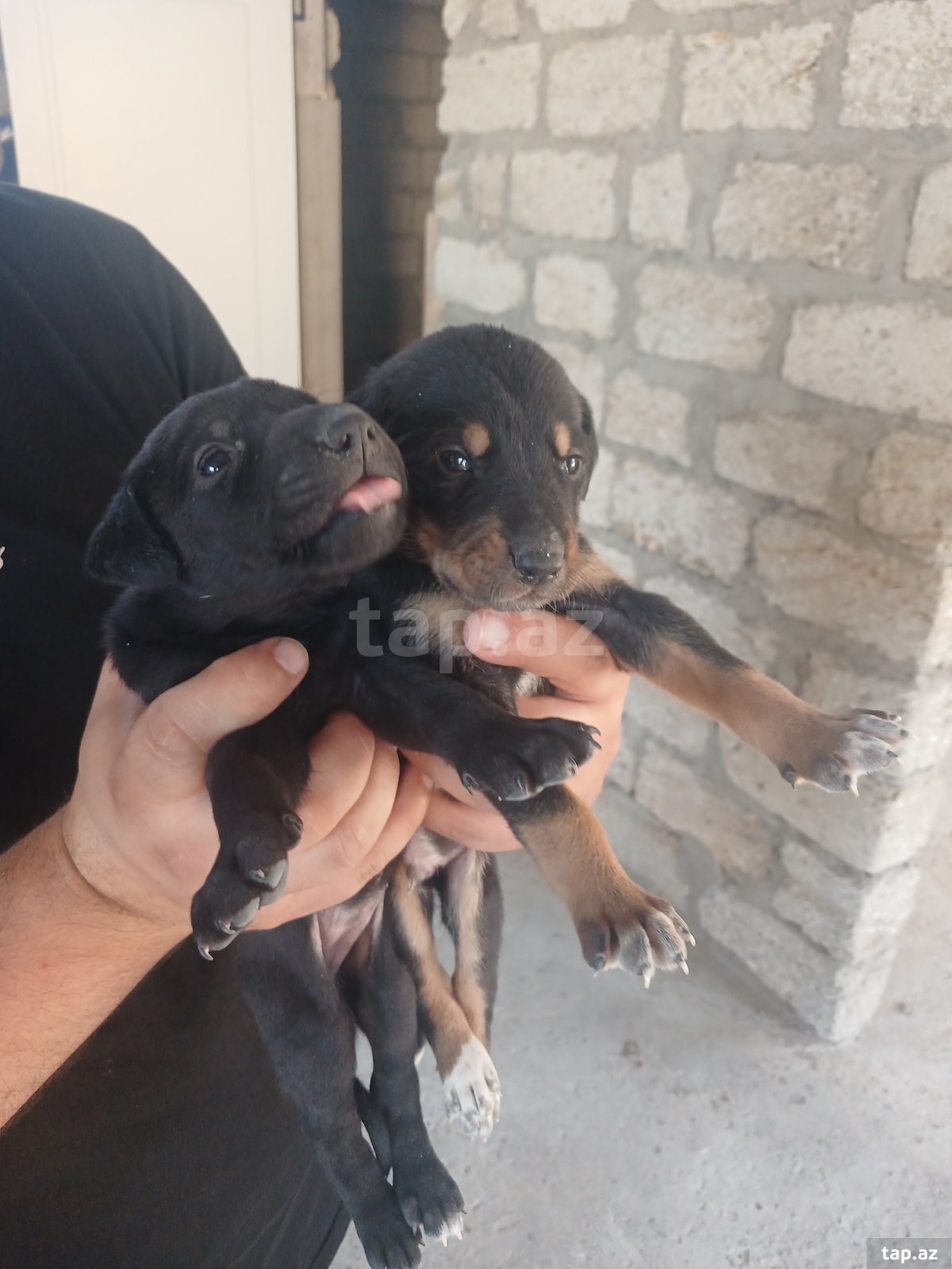 Doberman balası (2)