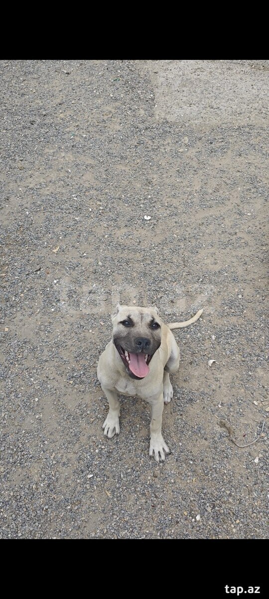 Pitbul  (2)