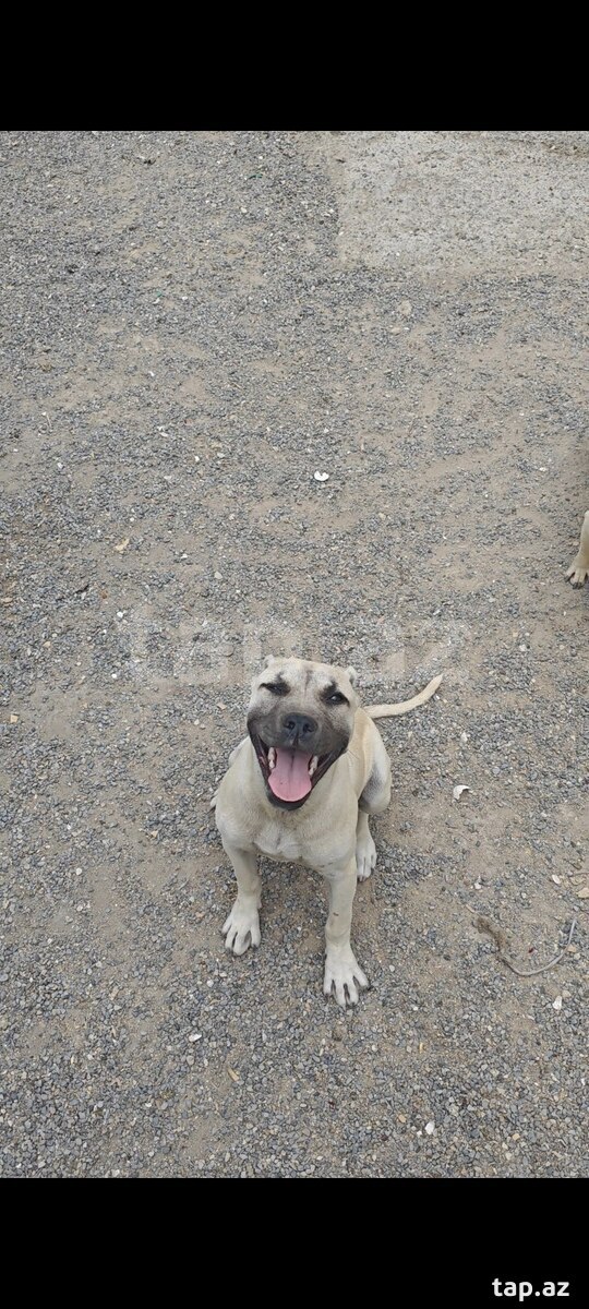 Pitbul 