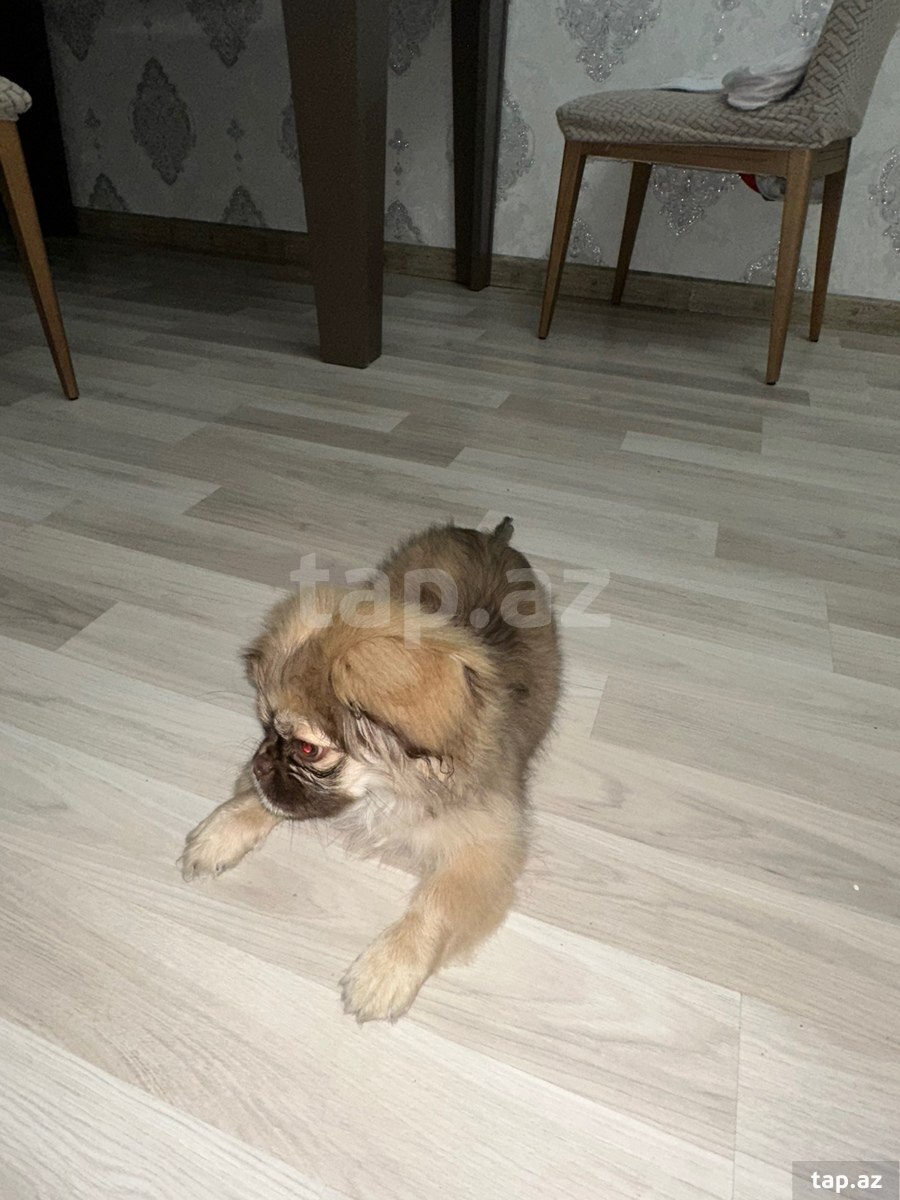 Pekines