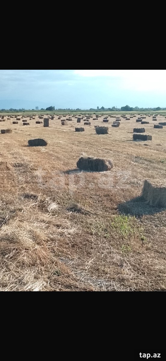 4.5 sot torpaq sahəsi, Xaçmaz ş. (2)
