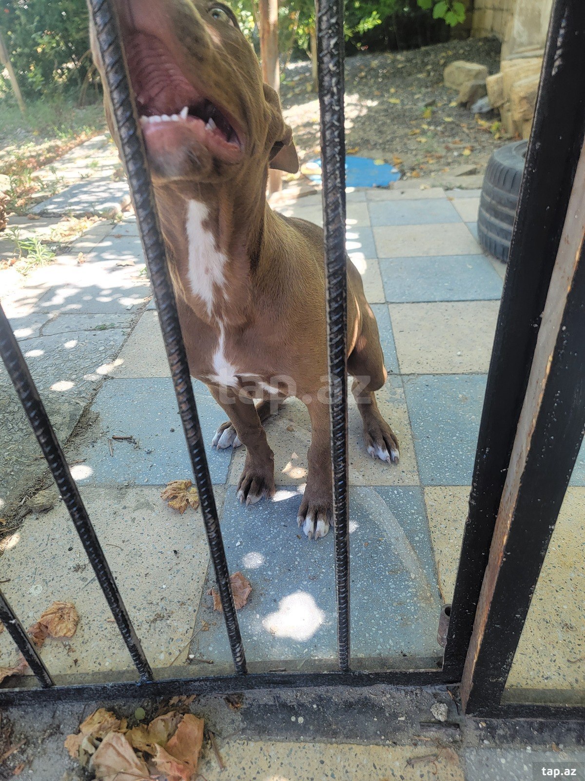 Red Nose Pitbul balası (3)