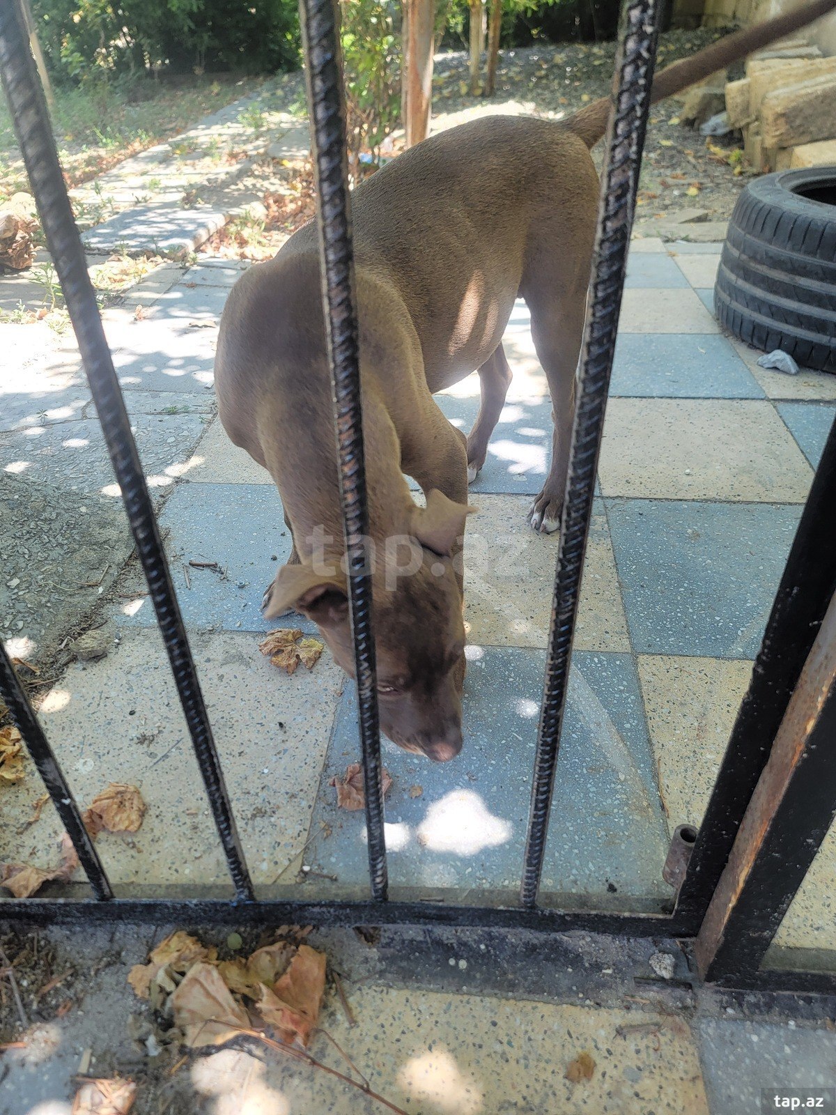 Red Nose Pitbul balası (4)