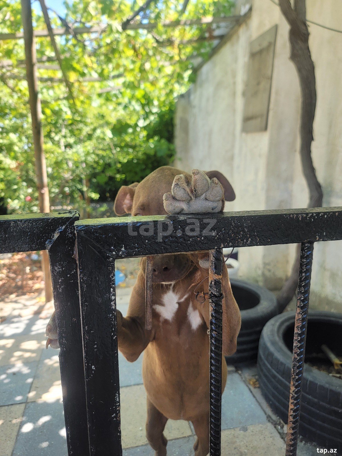 Red Nose Pitbul balası (2)