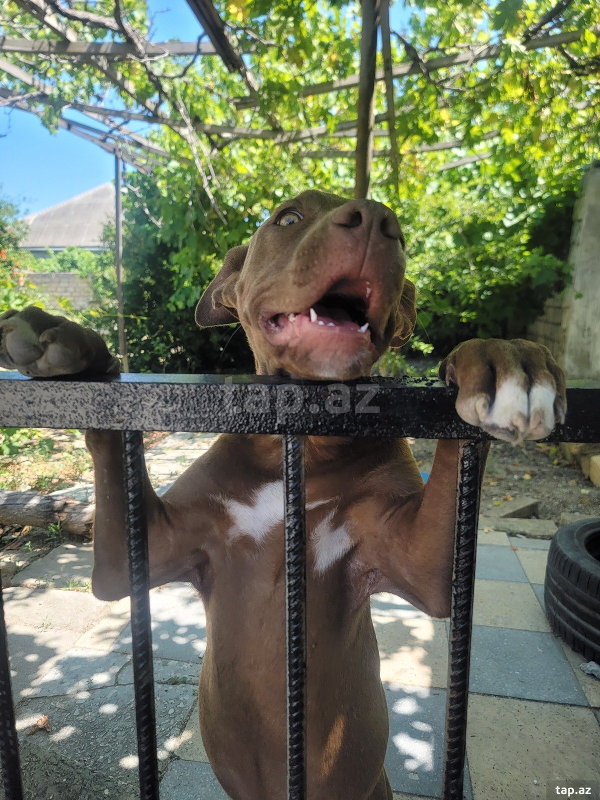 Red Nose Pitbul balası