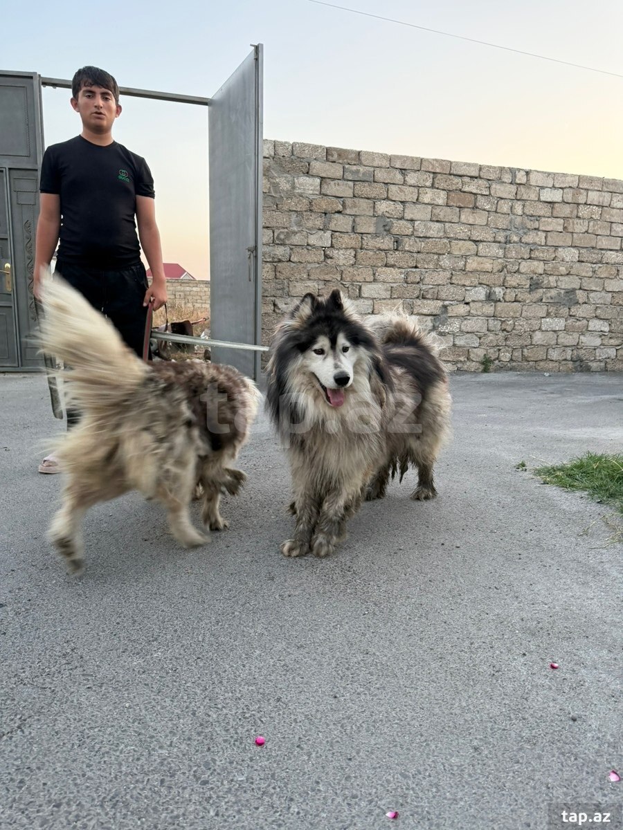 Haski 