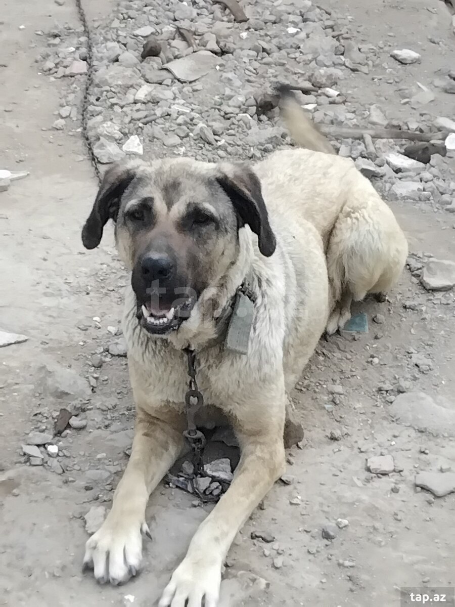 Kanqal  (2)