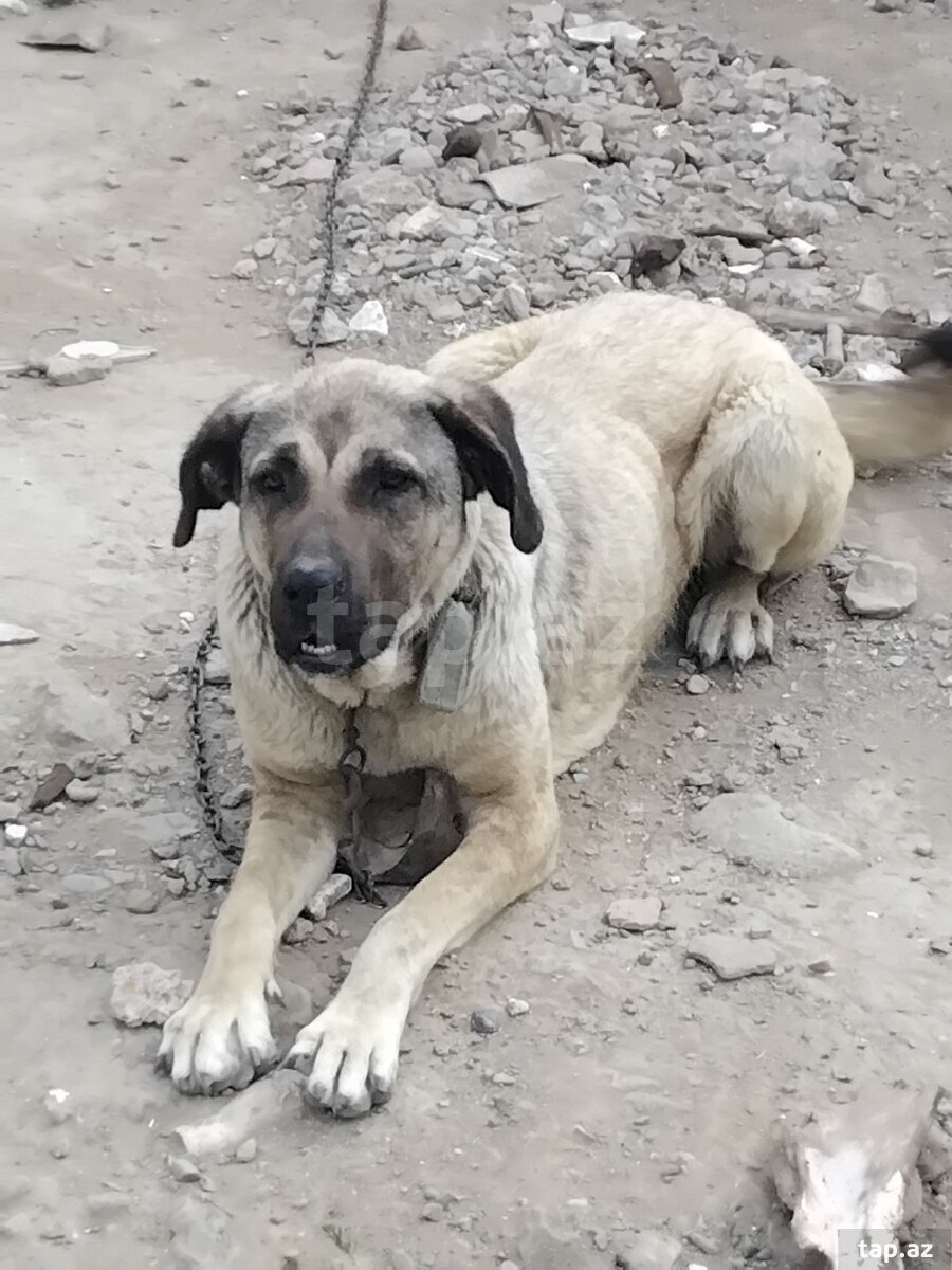 Kanqal 