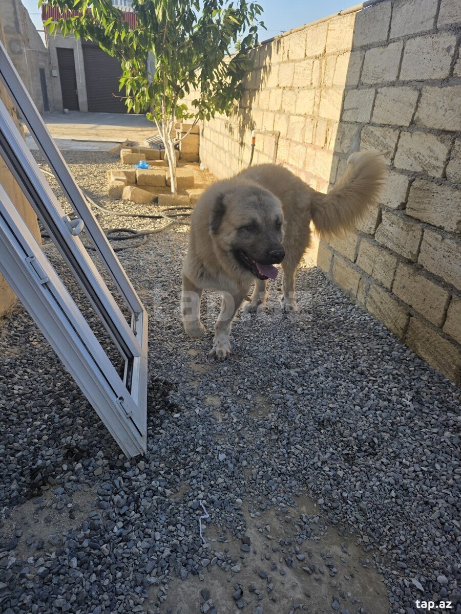 Qafqaz ovçarkası (3)