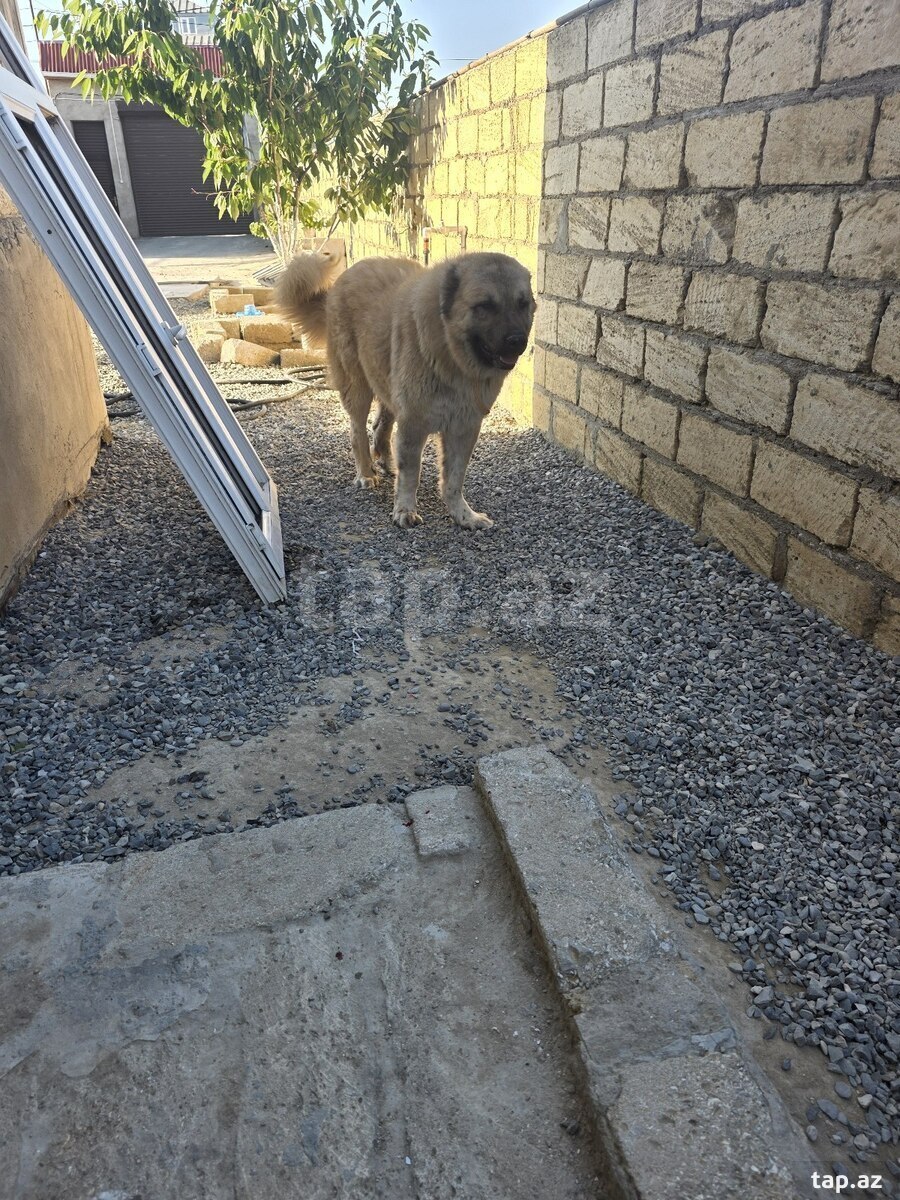 Qafqaz ovçarkası (4)