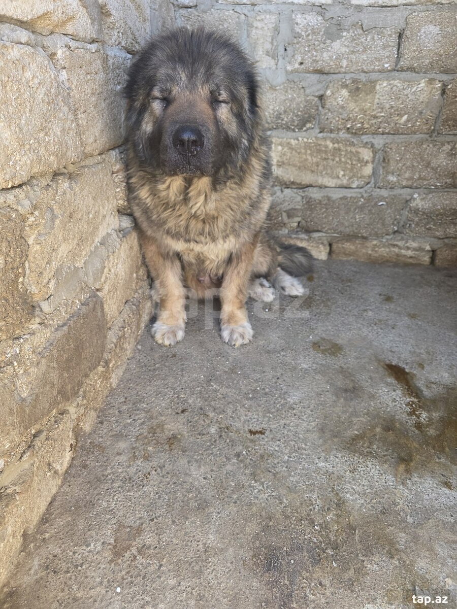 Qafqaz ovçarkası 