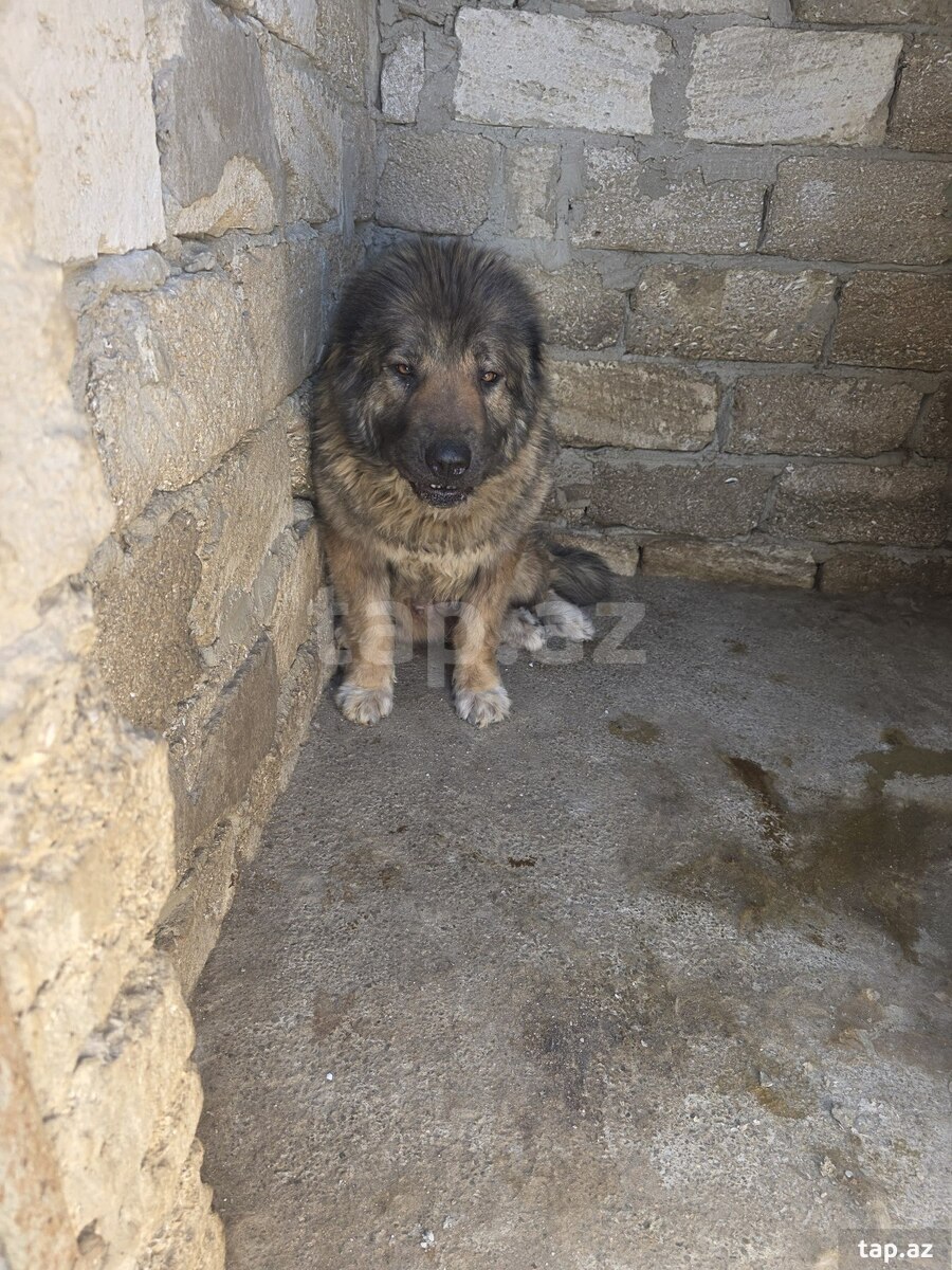 Qafqaz ovçarkası  (3)