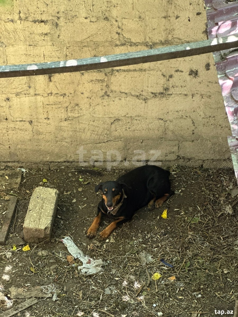 Doberman